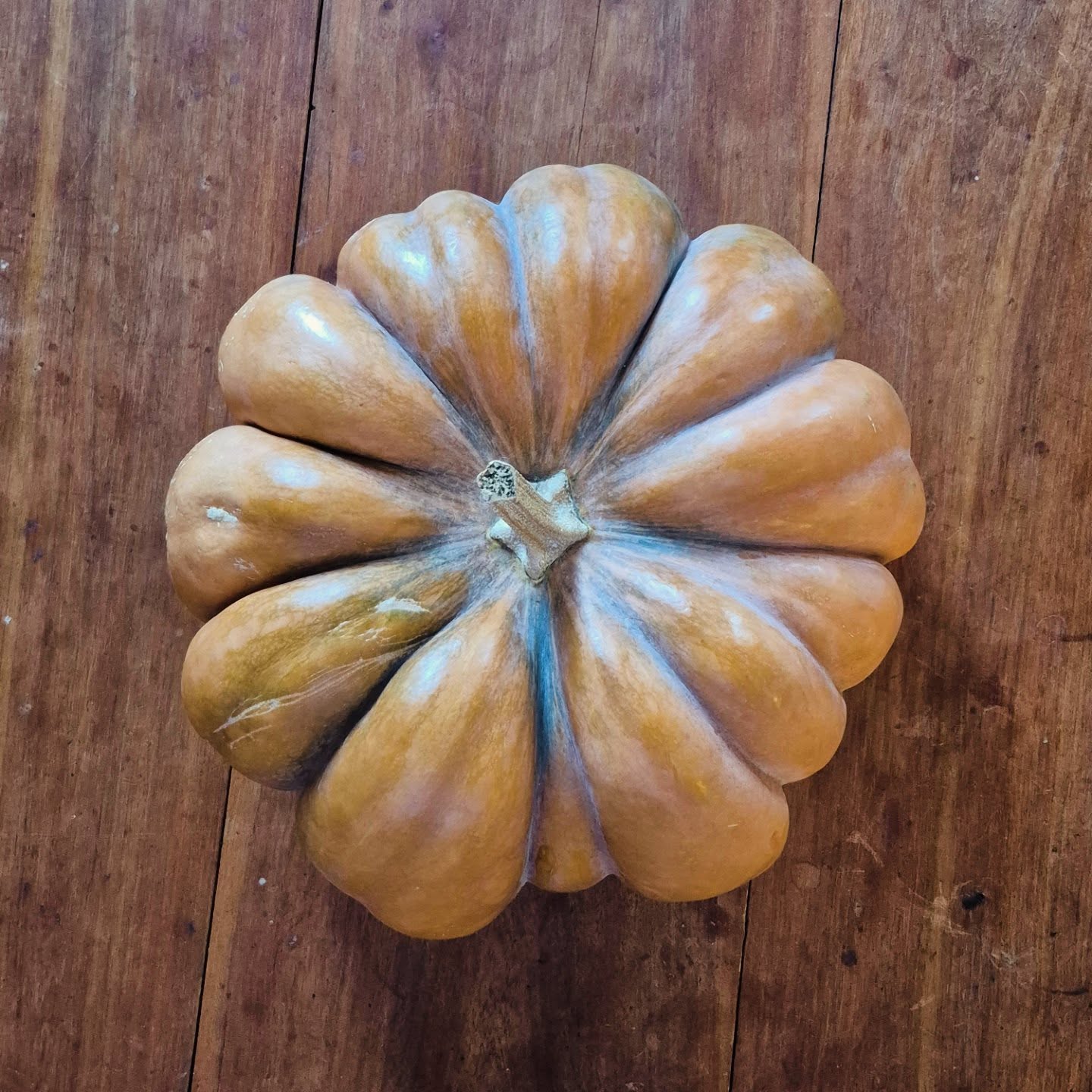 My pumpkin 🎃 is awesome.